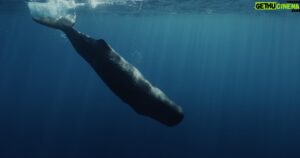 Yann Arthus-Bertrand Instagram - Vivant.

Chers amis, c’est avec une immense joie que nous vous annonçons la sortie d’un tout nouveau film, VIVANT, le 23 mai 2023 sur France 2.

De l'infiniment petit au superprédateur, du ver de terre à la baleine, du brin d'herbe à l'arbre géant, VIVANT vous emmène à la découverte de la biodiversité de notre pays, la France. À travers les époustouflants milieux naturels qu'abrite l’Hexagone, c’est une exploration de la pyramide du vivant, et surtout une proposition pour s’émerveiller de ces espèces capables de mille prouesses, subtilement connectées les unes aux autres et dont l'être humain fait partie intégrante. Lien que nous avons trop souvent oublié et qu’il est temps de retisser.

📺 Diffusion en direct sur @france2 à 21h10, suivi de RENOUER AVEC LE VIVANT, un second film co-réalisé avec @jeremyfrey_ sur les coulisses de cette formidable aventure, à 22h55. Disponibilité après sa diffusion en replay sur la plateforme France Télévisions.

Un film de @yannarthusbertrand, co-écrit par @remidupouy_, Laurence Buchmann et Marc Giraud. Filmé par un collectif de 200 vidéastes. Musique originale par @armand.amar.composer. Par @hopeproductionfr et Calt Production avec la participation de @guerlain et @francetelevisions.

1 📸 VIVANT - Bande annonce (part.1) © @hopeproductionfr & Calt Production

2 📸 VIVANT - Bande annonce (part.2) © @hopeproductionfr & Calt Production

3 📸 Grand cachalot © @stephanegranzotto 

4 📸 Cténophore © @christiansardet 

5 📸 Hibou des marais © @val_trucchi

6 📸 Bois de cerf élaphe avec leur velours © James Palleau

7 📸 Bouquetin des Alpes © @lucamelcarne

8 📸 Rat surmulot © @rudyybueno