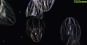Yann Arthus-Bertrand Instagram - Vivant.

Chers amis, c’est avec une immense joie que nous vous annonçons la sortie d’un tout nouveau film, VIVANT, le 23 mai 2023 sur France 2.

De l'infiniment petit au superprédateur, du ver de terre à la baleine, du brin d'herbe à l'arbre géant, VIVANT vous emmène à la découverte de la biodiversité de notre pays, la France. À travers les époustouflants milieux naturels qu'abrite l’Hexagone, c’est une exploration de la pyramide du vivant, et surtout une proposition pour s’émerveiller de ces espèces capables de mille prouesses, subtilement connectées les unes aux autres et dont l'être humain fait partie intégrante. Lien que nous avons trop souvent oublié et qu’il est temps de retisser.

📺 Diffusion en direct sur @france2 à 21h10, suivi de RENOUER AVEC LE VIVANT, un second film co-réalisé avec @jeremyfrey_ sur les coulisses de cette formidable aventure, à 22h55. Disponibilité après sa diffusion en replay sur la plateforme France Télévisions.

Un film de @yannarthusbertrand, co-écrit par @remidupouy_, Laurence Buchmann et Marc Giraud. Filmé par un collectif de 200 vidéastes. Musique originale par @armand.amar.composer. Par @hopeproductionfr et Calt Production avec la participation de @guerlain et @francetelevisions.

1 📸 VIVANT - Bande annonce (part.1) © @hopeproductionfr & Calt Production

2 📸 VIVANT - Bande annonce (part.2) © @hopeproductionfr & Calt Production

3 📸 Grand cachalot © @stephanegranzotto 

4 📸 Cténophore © @christiansardet 

5 📸 Hibou des marais © @val_trucchi

6 📸 Bois de cerf élaphe avec leur velours © James Palleau

7 📸 Bouquetin des Alpes © @lucamelcarne

8 📸 Rat surmulot © @rudyybueno
