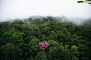 Yann Arthus-Bertrand Instagram - Chers amis, nous célébrons aujourd’hui la journée internationale des forêts 🌲 

Celles-ci représentent un tiers des terres émergées de la planète et sont essentielles à son équilibre. Réserves précieuses de biodiversité et régulatrices hors pair du taux de carbone dans notre atmosphère, elles sont nos meilleurs alliés dans le maintien de l’équilibre de la vie sur Terre. Mais elles sont aussi les premières victimes de l’activité humaine: la déforestation croissante et les incendies qui se multiplient de plus en plus facilement accélèrent la perte d’hectares forestiers partout autour du globe.

Parce que les forêts sont au coeur de notre équilibre, nos actions du quotidien les impactent, jusqu’à l’autre bout de la planète. C’est pourquoi, dans nos assiettes l’engagement doit commencer. En plus de l’exploitation forestière, notre mode de consommation excessif, notamment de viande industrielle, déforeste de manière effrénée le poumon de notre Terre. Cela au profit de l’élevage de bétail et des cultures intensives de graines pour le nourrir, qui représentent ensemble 14% des émissions mondiales de gaz à effet de serre d'après l’Organisation des Nations Unies pour l’alimentation et l’agriculture.

Consommer mieux, à tous les niveaux, nous aidera à sauvegarder nos forêts et la fabuleuse biodiversité qu’elle abrite, tous deux nécessaires à notre équilibre. Préservons-les ici, en France, mais engageons nous aussi à prendre soin de celles qui sont à l’autre bout du globe, aujourd’hui et pour les générations futures.

Pour aller plus loin, rapprochez-vous des organisations spécialisées dans la protection des forêts (Office National des Forêts, All4Trees, Envol Vert, Canopée, SOS Forêt France) et des organismes oeuvrant pour la protection globale de la biodiversité (Greenpeace, WWF).

1 📸 Ebène rose, Guyane © Yann Arthus-Bertrand

2 📸 Forêts, Madagascar © Hope Production/ Calt Production (Extrait de Terra)

3 📸 Cendres d'un arbre près des montagnes du Gorohoui Kongoli, Côte d'Ivoire © Yann Arthus-Bertrand

4 📸 © Hope Production/ Calt Production (Extrait de Terra)