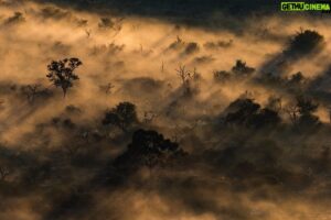 Yann Arthus-Bertrand Instagram - Chers amis, nous célébrons aujourd’hui la journée internationale des forêts 🌲 

Celles-ci représentent un tiers des terres émergées de la planète et sont essentielles à son équilibre. Réserves précieuses de biodiversité et régulatrices hors pair du taux de carbone dans notre atmosphère, elles sont nos meilleurs alliés dans le maintien de l’équilibre de la vie sur Terre. Mais elles sont aussi les premières victimes de l’activité humaine: la déforestation croissante et les incendies qui se multiplient de plus en plus facilement accélèrent la perte d’hectares forestiers partout autour du globe.

Parce que les forêts sont au coeur de notre équilibre, nos actions du quotidien les impactent, jusqu’à l’autre bout de la planète. C’est pourquoi, dans nos assiettes l’engagement doit commencer. En plus de l’exploitation forestière, notre mode de consommation excessif, notamment de viande industrielle, déforeste de manière effrénée le poumon de notre Terre. Cela au profit de l’élevage de bétail et des cultures intensives de graines pour le nourrir, qui représentent ensemble 14% des émissions mondiales de gaz à effet de serre d'après l’Organisation des Nations Unies pour l’alimentation et l’agriculture.

Consommer mieux, à tous les niveaux, nous aidera à sauvegarder nos forêts et la fabuleuse biodiversité qu’elle abrite, tous deux nécessaires à notre équilibre. Préservons-les ici, en France, mais engageons nous aussi à prendre soin de celles qui sont à l’autre bout du globe, aujourd’hui et pour les générations futures.

Pour aller plus loin, rapprochez-vous des organisations spécialisées dans la protection des forêts (Office National des Forêts, All4Trees, Envol Vert, Canopée, SOS Forêt France) et des organismes oeuvrant pour la protection globale de la biodiversité (Greenpeace, WWF).

1 📸 Ebène rose, Guyane © Yann Arthus-Bertrand

2 📸 Forêts, Madagascar © Hope Production/ Calt Production (Extrait de Terra)

3 📸 Cendres d'un arbre près des montagnes du Gorohoui Kongoli, Côte d'Ivoire © Yann Arthus-Bertrand

4 📸 © Hope Production/ Calt Production (Extrait de Terra)
