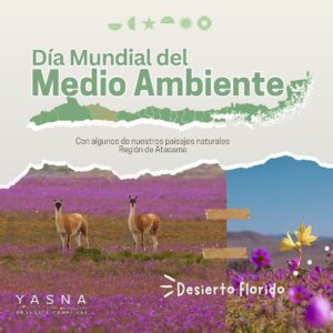 Yasna Provoste Instagram - En este Día Mundial del Medio Ambiente, reflexionemos sobre la importancia de cuidar nuestro planeta y comprendamos que su protección es responsabilidad de todos, sin excepción 🌱. 

Nuestra región de Atacama es un tesoro de biodiversidad y belleza natural, pero también enfrenta desafíos significativos como la escasez de agua del cual no estamos ajenas. Desde sus majestuosos paisajes hasta cada rincón del mundo, nuestro entorno natural necesita de nuestro compromiso y acciones concretas 🌎✨