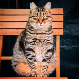Yener Gürsoy Instagram - Senin güzelliğin 😻😻😻 #maviadam #demontehayatlar #bunasilceliski #holdyourbreath #vesonra #cats #catslover