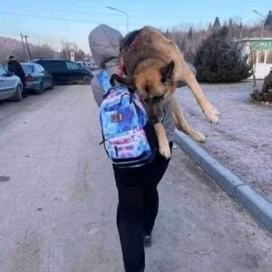 Yevgeny Roizman Instagram - 🐶 Украінка пранесла на руках свайго старога сабаку 17 кіламетраў, каб перасекчы з ім мяжу

Крыніца: @znua_live