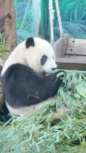 Yi Ling Wang Instagram - Energy16蹲，圓仔16吞😅🤣😂
#姐姐愛鬧😜 
#藝鴒
#熊貓
#圓仔
#台北市立動物園 
#Energy
#星期五晚上