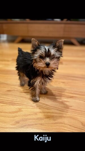 Yi Liu Instagram - Hi world! Introducing my first dog ever—Kaiju ❤️ #kaiju #puppy #yorkie #yorkshireterrier #dog #firstdog