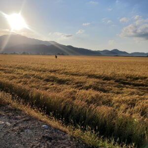 Yoon Shi-yoon Instagram - 오늘은 자연친화적인 사진 몇장 올리겠습니다 🌾

#순천 #왜갔다왔을까요 #숨은그림찾기 #윤시윤 #카메라세팅중에도 #복근운동은못참지 #4장의사진속시윤님의모습을찾아보세요