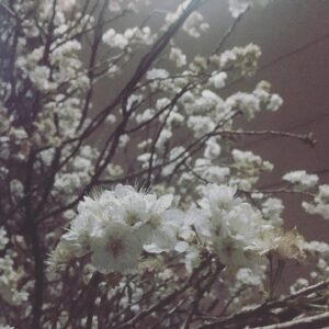 Yoshiko Sengen Instagram - ・
完全にフライング。
#桜