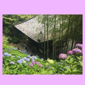Yoshiko Sengen Instagram - .
あげ忘れていた紫陽花たち。
また来年みられますように。と、
インスタ更新もっとがんばります。
#紫陽花
#あじさい
#花