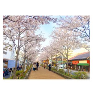Yoshiko Sengen Instagram - ・
🚶‍♀️🌸🚶‍♂️🌸🚌🌸🚗🌸
#japan 
#cherryblossom 
#sakura
#blooming
#桜
#さくら
#花見
#お花見
#日本
#神社
#櫻花
#🇯🇵
#⛩
#🌸