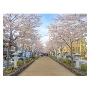 Yoshiko Sengen Instagram - ・
🚶‍♀️🌸🚶‍♂️🌸🚌🌸🚗🌸
#japan 
#cherryblossom 
#sakura
#blooming
#桜
#さくら
#花見
#お花見
#日本
#神社
#櫻花
#🇯🇵
#⛩
#🌸