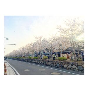Yoshiko Sengen Instagram - ・
🚶‍♀️🌸🚶‍♂️🌸🚌🌸🚗🌸
#japan 
#cherryblossom 
#sakura
#blooming
#桜
#さくら
#花見
#お花見
#日本
#神社
#櫻花
#🇯🇵
#⛩
#🌸