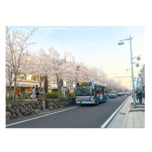 Yoshiko Sengen Instagram - ・
🚶‍♀️🌸🚶‍♂️🌸🚌🌸🚗🌸
#japan 
#cherryblossom 
#sakura
#blooming
#桜
#さくら
#花見
#お花見
#日本
#神社
#櫻花
#🇯🇵
#⛩
#🌸