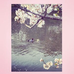 Yoshiko Sengen Instagram - ・
🌸🦆🐟
#japan 
#now
#cherryblossom 
#sakura
#blooming
#桜
#さくら
#花見
#お花見
#日本
#神社
#櫻花
#🇯🇵
#⛩
#🌸