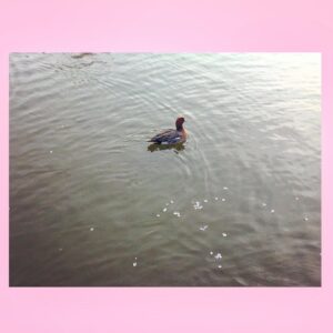 Yoshiko Sengen Instagram - ・
🌸🦆🐟
#japan 
#now
#cherryblossom 
#sakura
#blooming
#桜
#さくら
#花見
#お花見
#日本
#神社
#櫻花
#🇯🇵
#⛩
#🌸