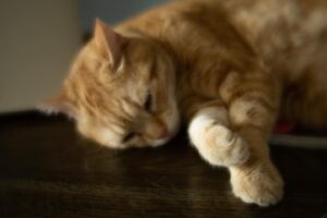 Yoshimi Tokui Instagram - #ねこ