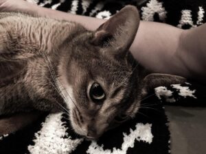 Yoshimi Tokui Instagram - #ねこ