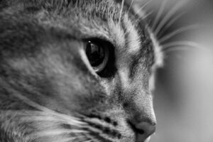 Yoshimi Tokui Instagram - さすが猫、よく寝る