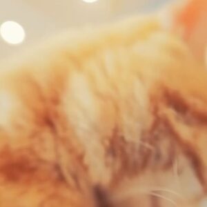 Yoshimi Tokui Instagram - 寄り猫
