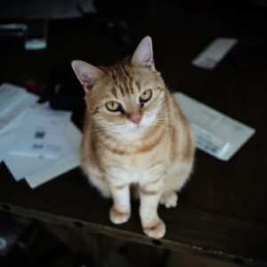 Yoshimi Tokui Instagram - #ねこ
