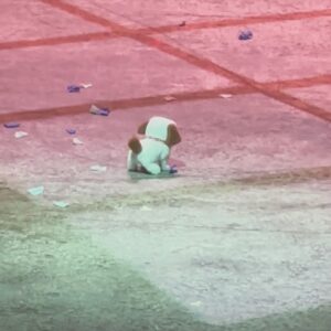 Yozoh Instagram - 원래는 지금 청도에 있었어야 했다. 근데 중국 가려면 비자가 필요하다는 사실을 너무 늦게 아는 바람에 오래전에 준비한 생일 여행은 취소되었다. 그러나 나는 자그마치 MBTI 테스트에서 P가 100퍼센트 나오는 사람으로, 스트레스는 전혀 없고 오히려 더 즐거운 생일 주간을 만끽하고 있다. 오늘은 혜자씨가 연극을 보여줬다. 근처에 새로 오픈한 두부집이 있는데 동네 벗 목정원이 맛이 좋다는 평을 해주어 거기서 서리태콩물을 선물로 사갔다. 근사한 꽃다발이 난무한 격조있는 공연장에 서리태콩물을 들고 서있자니 다소 부끄러웠음...
세미씨의 아름다운 열연을 볼 수 있어 좋았다. 막판에 혜자씨도 나도 눈물이 팍 터져서 짧고 굵게 울었다. 연극이 끝나고 혜자씨가 어깨동무를 해주었다.
한편 오늘은 책방무사 멤버십 멤버 오미라씨가 만든 줌사랑방이 열리는 날이기도 했다. 자신있게 청도에서 접속하겠다고 큰소리를 쳐놓고 ‘저 지금 서울입니다..’ 하고 쭈굴거리며 입장함 
괜차나 괜차나 띵링링랭링