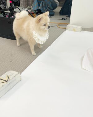 Yuna Ego Instagram - ⁡
卒業ドレスでの撮影はきなちゃんも一緒に🥹
可愛すぎる！！！
カメラの向こうではきなちゃんのお友達のまきこさんが一生懸命名前呼んでくれてました。大感謝🥹
4枚目は現場入りきなちゃん、5枚目は撮影後のおつかれきなちゃんです。