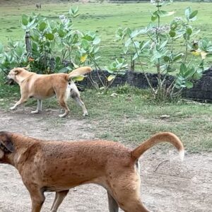 Yûsuke Iseya Instagram - チャーリーとチグ。
2匹とも野良犬だけど、僕らをガイドしてくれるウィンさんが餌をあげている。
感謝なのか分からないけれども、彼女らは敷地外迄お見送りしてくれる。
暑い中でも、体力使って追いかけてくれるのは、嬉しい☺️

This is Charly and Chigu. They were fed by our guide Win.Building relationships with them makes them run to send us out of the property. We feel sweet seeing them.

#lombok 
#lombokdogs 
#lombokdoglovers 
#lombokexplore 
#lombokexperience