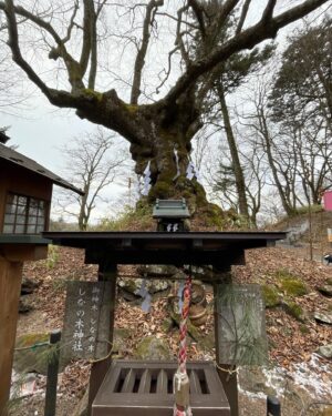 Yuzuki Akiyama Instagram - .
.
#一人旅

長野県と群馬県の境にある
#熊野神社 #熊野皇大神社 さんに行ってきました⛩

今年前厄なので、#厄割玉  を投げて厄祓いしたり
謎のどこでもドア通ってみたり
長野と群馬、どっちにも足を踏み入れたりしました！

行きは軽井沢駅から
タクシーで10分くらいでついて、
帰りは歩いたんですけど
下山するまでに1時間30分くらいかかりました😳

雪に動物の足跡があって
もし熊とか猿に遭遇したらどうしようと不安になりましたが
誰もいないし車もすれ違わないから
大きな声で歌いながら下山して、なにとも遭遇せずすみました☺️

途中、落ち葉の上を歩いたら
まさかの溝になってて落っこちて
ちょっとだけアザになったんだけど

ふと、

もしこのままここで動けなくなって遭難したら
私は熊の餌になるのかなと思い
余計な事はせず、きちんと道を歩いて下山しました🗻

普段使わない筋肉を使ったみたいで
今日は脚が筋肉痛ですが
山の中の誰もいない空間を1人で過ごす経験は
少しの恐怖とそれを上回る好奇心で
とっても楽しかったです！

今年も色んな事に恐れず挑戦していきます🫡

#山