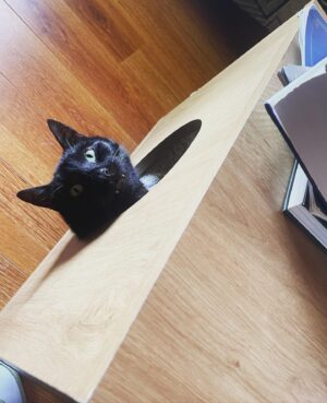 Zac Oyama Instagram - @chewy this cat guillotine I purchased doesn’t work at all. Led to a super awkward moment where Howdy just had to sit there with his head ready to roll but nothing happened? Please make this right.