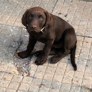 Zach Roerig Instagram - In honor of #internationaldogday I present to you: Hank Daniel Roerig, the newest addition to the Roerig family. 14 weeks old, with the paws of a grown man.