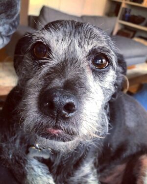 Zachary Quinto Instagram - but skunk is not to be forgotten! and now i will legit chill with the dog content...