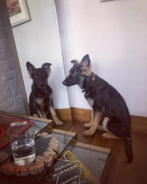Zachary Quinto Instagram - river thinks the mirror next to my bed is a portal to the outside world. he sits in front of it every morning to let me know he needs to go out... i can’t with him.