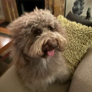 Zackary Arthur Instagram - dog copied my hair cut