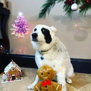 Zak Bagans Instagram - Merry Christmas from Gracie. (She was a little upset I wouldnt let her eat the gingerbread house)