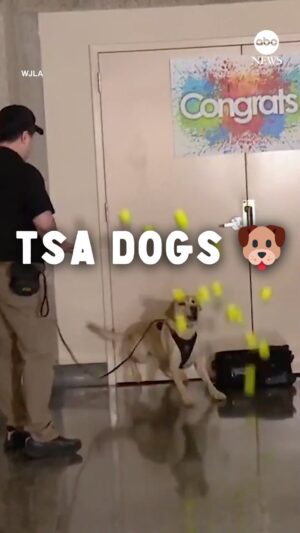 Zoltan Kaszas Instagram - Who agrees with me? 🤨🐶💣

My new special ‘Honorary Jones’ is out now on my YT channel📺 (link in bio)

#dogs #funnydog #dogsofinstagram #travel #airport #standupcomedy