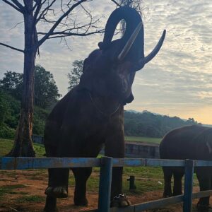 nithya gowda Instagram - Falling love with all over again🐘❤️
#nithyagowda✨ #coorg