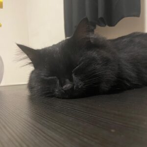 百足 Instagram - 世界で一番可愛いうちのひじきちゃん😍