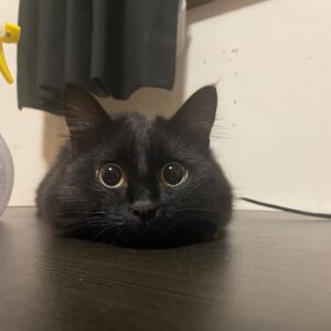 百足 Instagram - 世界で一番可愛いうちのひじきちゃん😍