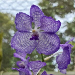 Aanan Boonnak Instagram - Vanda coerulea ฟ้ามุ่ย :)