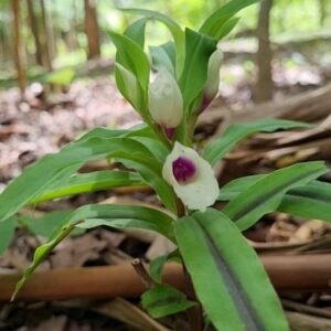 Aanan Boonnak Instagram - Brachycorythis helferi ท้าวคูลู เป็นกล้วยไม้ดินครับ ไม่หอม