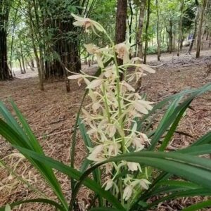 Aanan Boonnak Instagram - Cymbidium ensifolium เอื้องนางคำ จุหลัน เป็นกล้วยไม้ดิน ดอกหอมอ่อนๆครับ