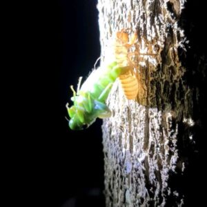 Aanan Boonnak Instagram - Cicada จั๊กจั่น :)