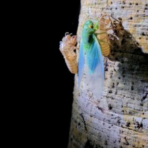 Aanan Boonnak Instagram - Cicada จั๊กจั่น :)