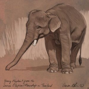 Aaron Blaise Instagram - Happy World Elephant Day! Here is a collection of a few of my elephant drawings over the years. #animalart #WildlifeArt #elephants #drawing