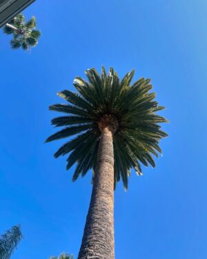 Abigail Hawk Instagram - La La Land.🌴🎬☕️🌞
