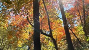 Albert Tsai Instagram - Happy Thanksgiving! 🍁 Snaps from the big apple…