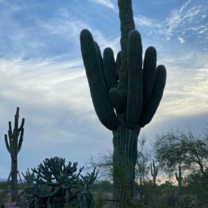 Albert Tsai Instagram - day in the desert☀️🌵
