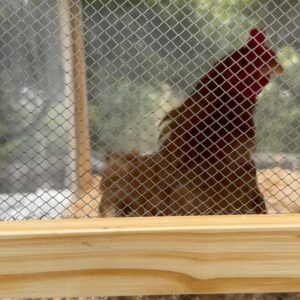 Alejandro Riaño Instagram - Aquí los nuevos integrantes de la casa. Haddock que fue adoptado el domingo en @ranchomx y la gallina Turuleka como le puso Mati que era la gallina Leonor del programa de @peretantico