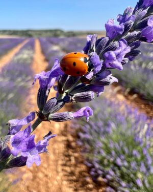 Álex Adróver Instagram - Sueño cumplido, y no ha hecho falta volar a la Toscana. Si es que España es mucha España. Llevo años obsesionando con la lavanda, allá donde vamos nunca falta una plantita de lavanda, pero lo de hoy ha sido inolvidable, campos y campos de lavanda con el aroma más bestia.