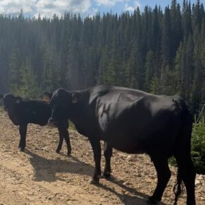 Alexander Ludwig Instagram - @brushcreekranch !!! Where do I even begin to describe what a great place this is for families. Thank you guys for your unbelievable hospitality. There is truly nothing like this place and you all are forever a part of this family as the first ranch we brought our kiddos to. Make sure to lock us down for next year! we’re making this a tradition. 🙌❤️🤠