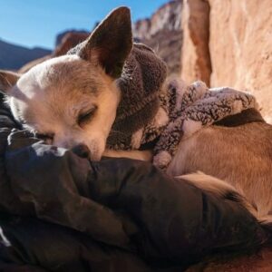 Alexandra Johnson Instagram - May 27, 2009 - July 30, 2024. That once in a lifetime kind of dog. I will never be able to express what she meant to me. She was so good to me. 🖤